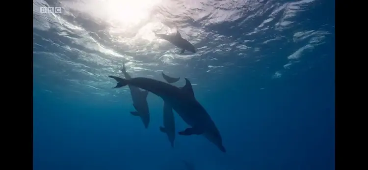 Indo-Pacific bottlenose dolphin (Tursiops aduncus) as shown in Blue Planet II - Our Blue Planet